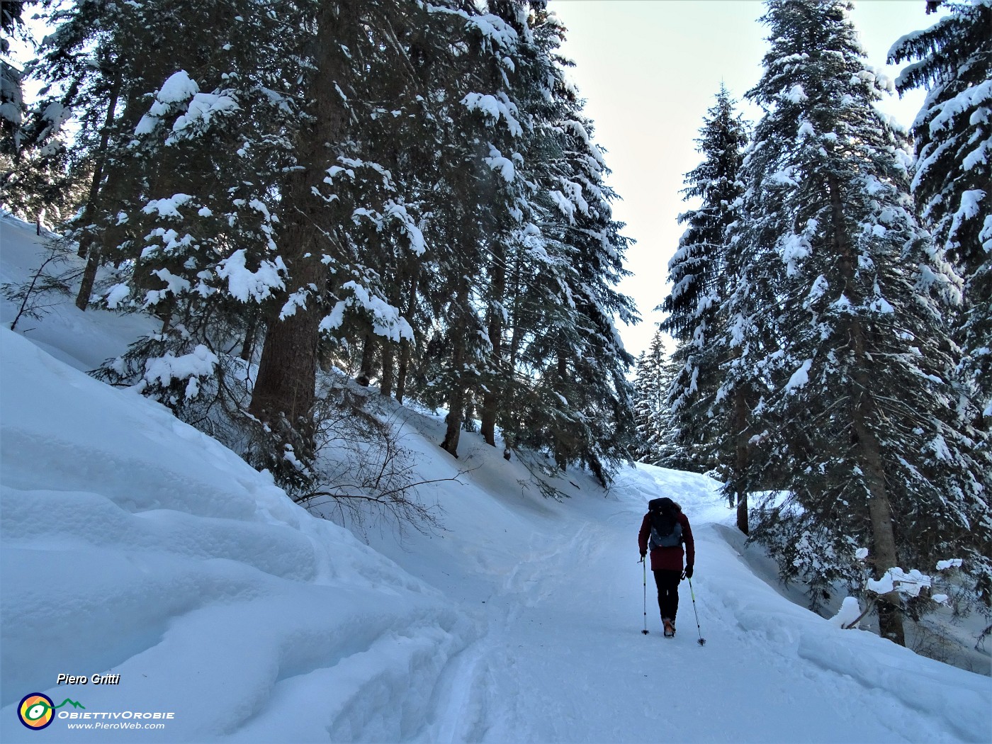 09  La splendida abetaia  e la stradetta cementata ammantate di neve  battuta da motoslitte, ciaspolatori, sciatori.JPG